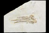 Pleurosaurus Skull - Solnhofen Limestone, Germany #89500-1
